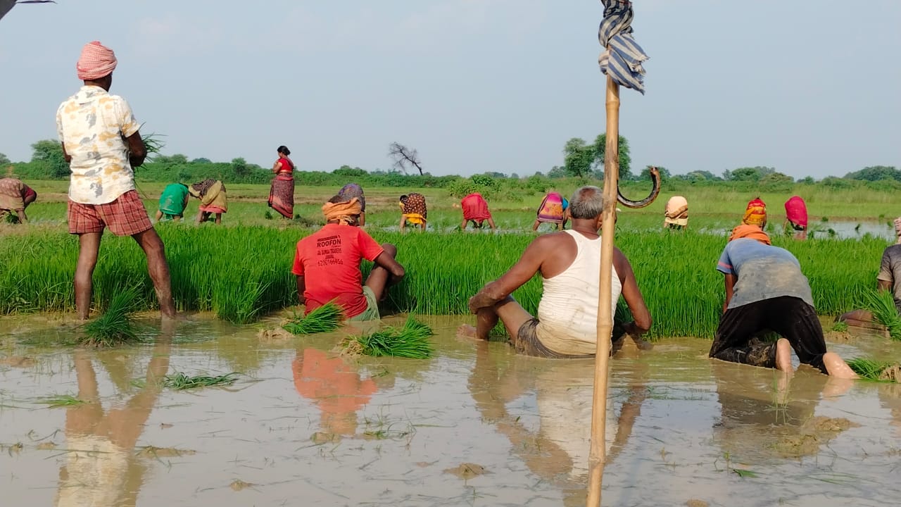 धान की रोपाई शुरू - img 20250820 wa0015