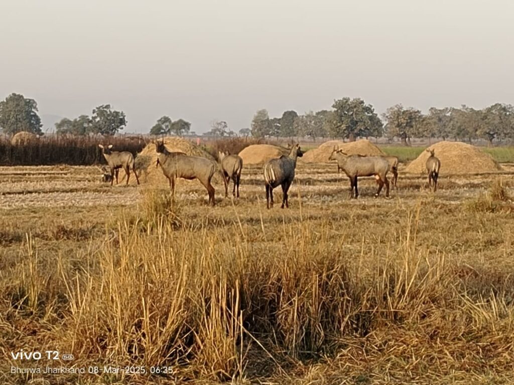 हमारे गाँव में नीलगाय की बढ़ती समस्या img 20250824 wa0038