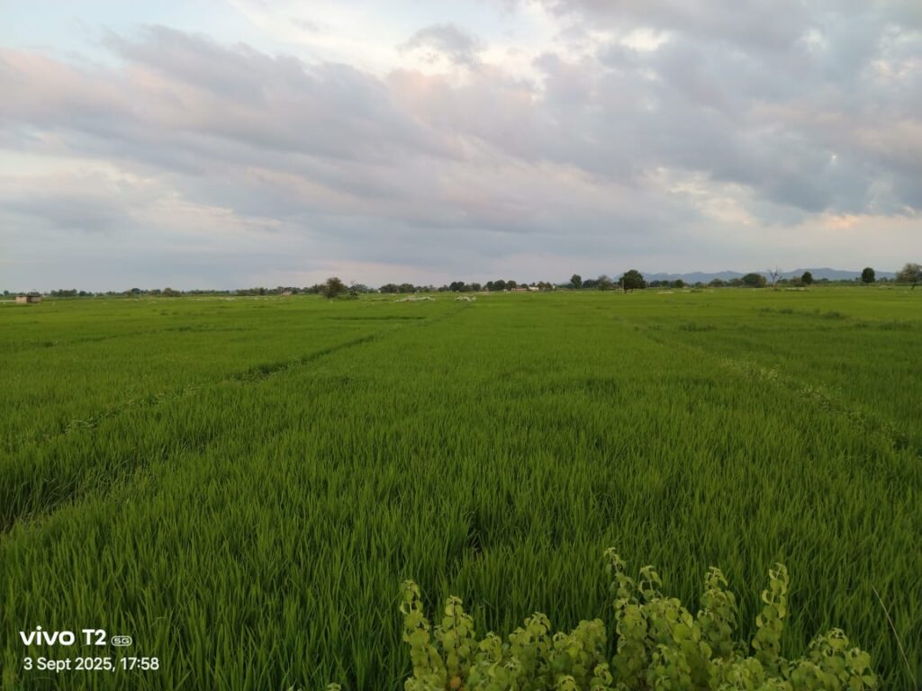 मॉनसून की सौगात: जयनगर के खेतों में हरियाली green paddy